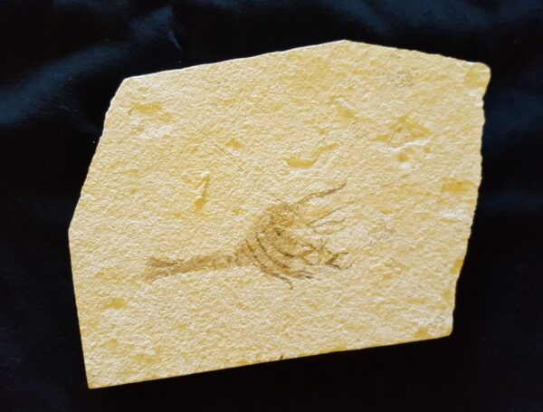 fossil Jurassic Crustacean Elder ungulatus for sale