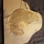 fossil Ammonite Lytoseras siemensi at the online store www.fossilcave.com