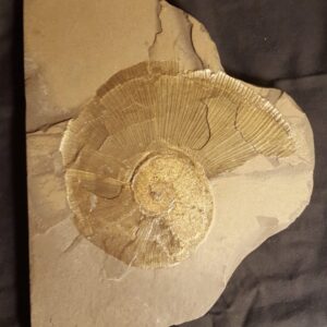 fossil Ammonite Lytoseras siemensi at the online store www.fossilcave.com