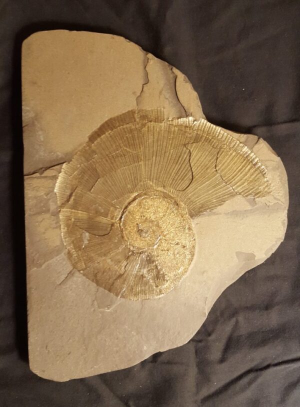 fossil Ammonite Lytoseras siemensi at the online store www.fossilcave.com