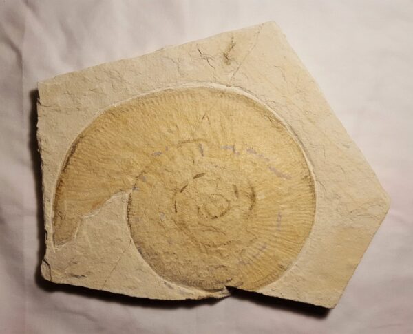 Ammonite Lithacoceras from Solnhofen Limestone for sale