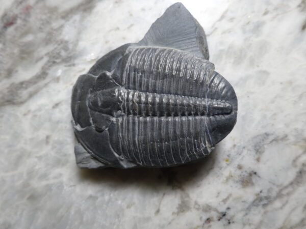 large Elrathia kingii Trilobite fossil for sale