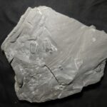 Elrathia kingii Trilobite to buy at the online store www.fossilcave.com