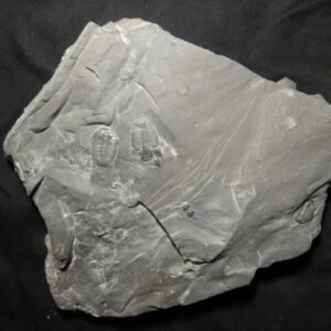 Elrathia kingii Trilobite to buy at the online store www.fossilcave.com