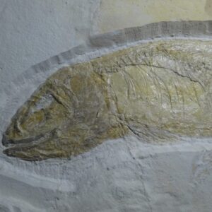 Thrissops formosus for sale from Jurassic Solnhofen - Image 4
