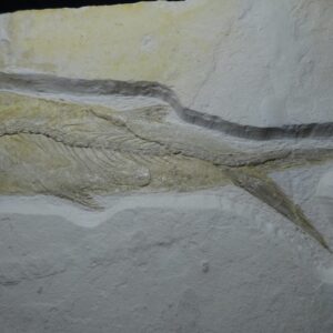 Thrissops formosus for sale from Jurassic Solnhofen - Image 3