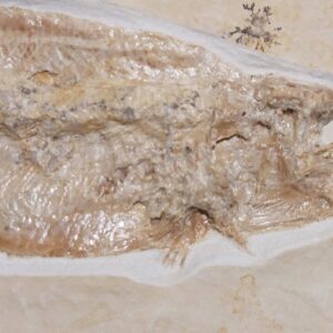Solnhofen Fish Tharsis dubius - Image 4