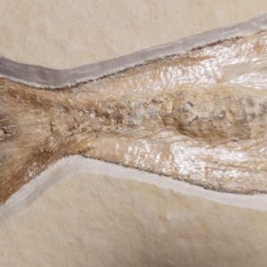 Solnhofen Fish Tharsis dubius - Image 3