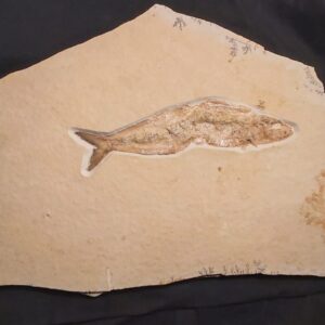 Solnhofen Fish Tharsis dubius at the online store www.fossilcave.com