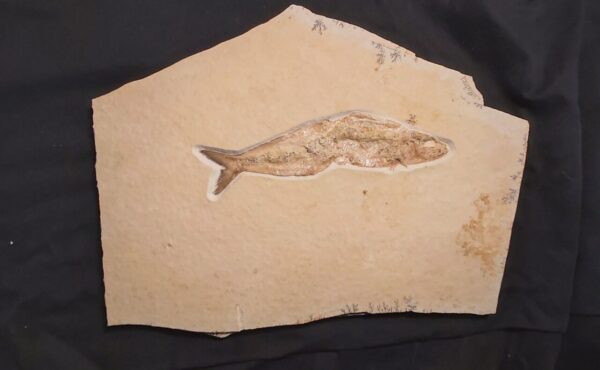 Solnhofen Fish Tharsis dubius at the online store www.fossilcave.com