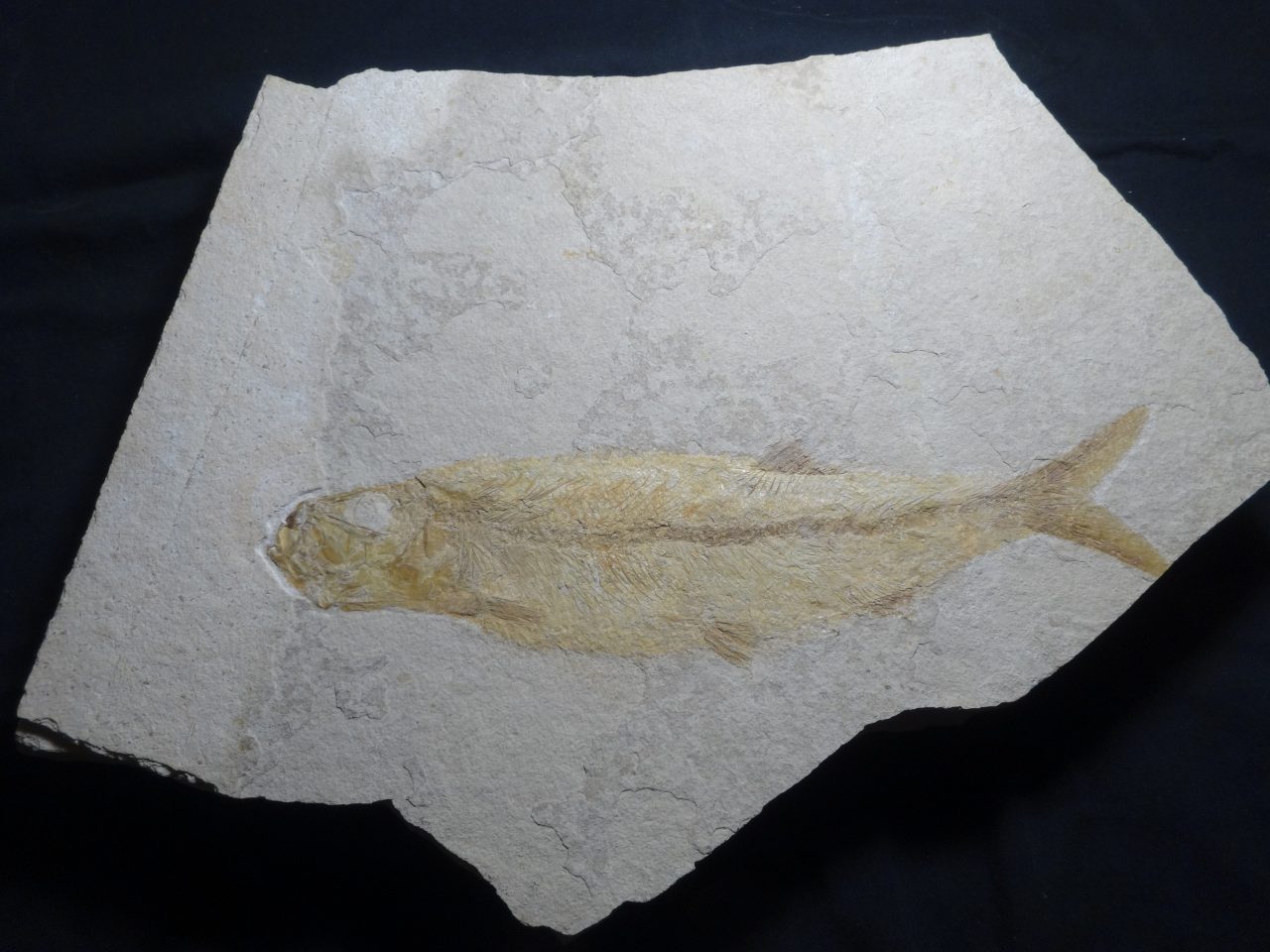 Large Thrissops formosus from Solnhofen Fossil Cave