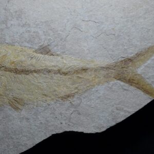 Large Thrissops formosus from Solnhofen - Image 3