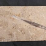 fossil Belemnite Hibolithes at the online store www.fossilcave.com