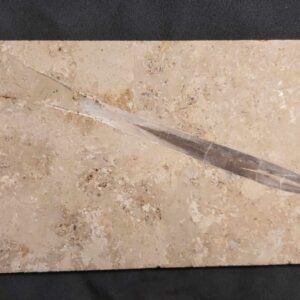 fossil Belemnite Hibolithes at the online store www.fossilcave.com