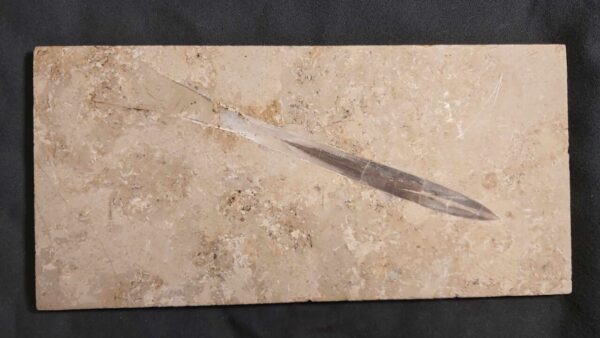 fossil Belemnite Hibolithes at the online store www.fossilcave.com