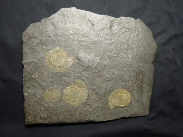 Dactylioceras commune fossil Ammonite from jurassic Posidonia Shale for sale