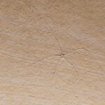 Solnhofen Limestone fossil Geocoma carinata