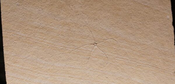 Solnhofen Limestone fossil Geocoma carinata