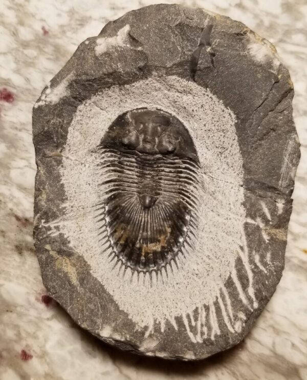 fossil Thysanopeltis Trilobite from Morocco fossil Thysanopeltis Trilobite from Morocco for sale at fossilcave.com