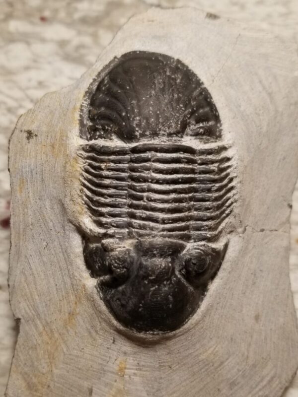 Moroccan Paralejurus Trilobite for sale, fossils for sale at fossilcave.com