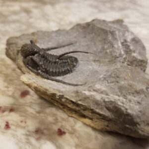 Cyphaspis Trilobite for sale from Morocco - Image 4