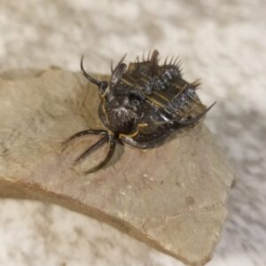 Walliserops hammii Trilobite for sale from Morocco - Image 3