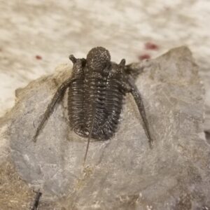 Cyphaspis Trilobite for sale from Morocco - Image 3