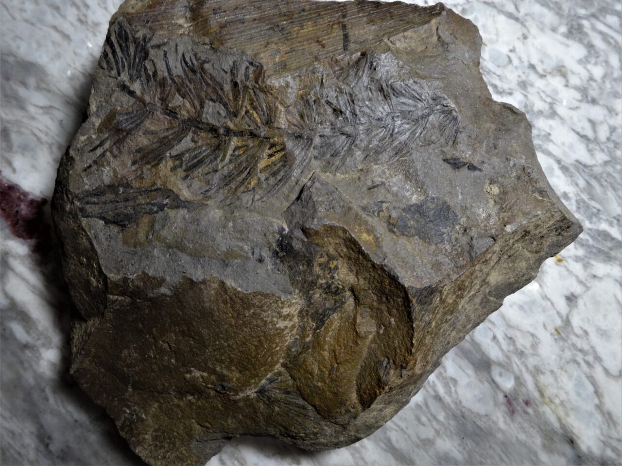 Annularia fossil plant for sale, Permian plant fossil Fossil Cave