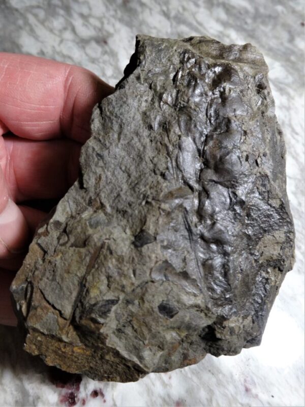 Permian Odontopteris fossil for sale at online store fossilcave.com