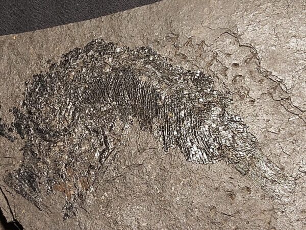 Permian Fish Palaeoniscum freieslebeni for sale