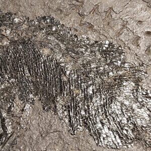 Palaeoniscum freieslebeni a Permian Kupferschiefer fossil - Image 3
