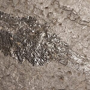 Palaeoniscum freieslebeni a Permian Kupferschiefer fossil - Image 4