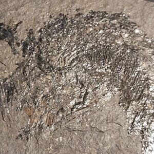 Palaeoniscum freieslebeni a Permian Kupferschiefer fossil - Image 5