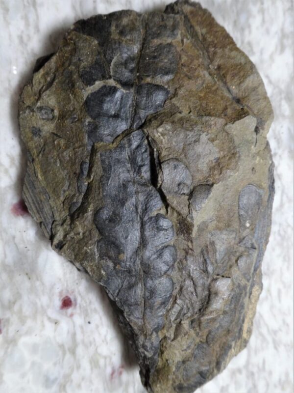 fossil plant Odontopteris for sale at online store fossilcave.com