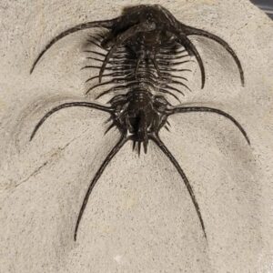 Ceratarges aries Trilobite for sale, rare! from Morocco - Image 3