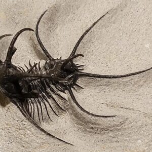 Ceratarges aries Trilobite for sale, rare! from Morocco - Image 4
