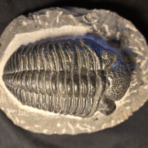 large Trilobite Drotops megalomanicus from Morocco - Image 3