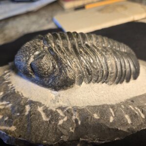 large Trilobite Drotops megalomanicus from Morocco - Image 6
