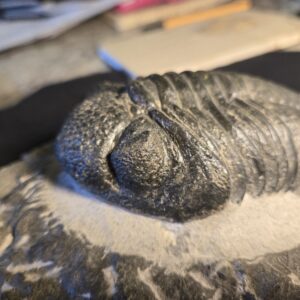 large Trilobite Drotops megalomanicus from Morocco - Image 5