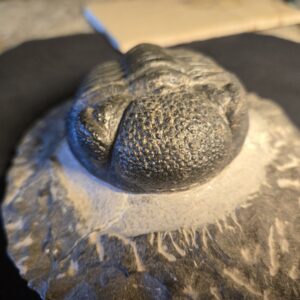 large Trilobite Drotops megalomanicus from Morocco - Image 7