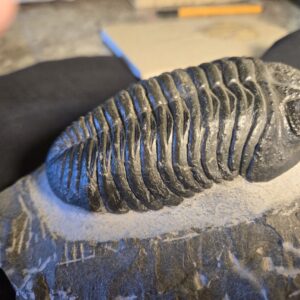 Drotops megalomanicus at the online store www.fossilcave.com