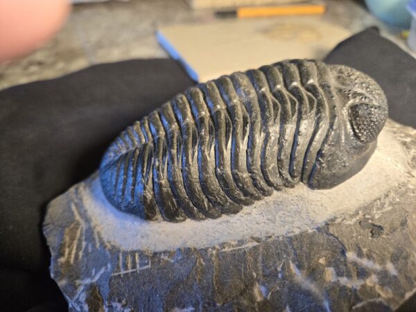 Drotops megalomanicus at the online store www.fossilcave.com