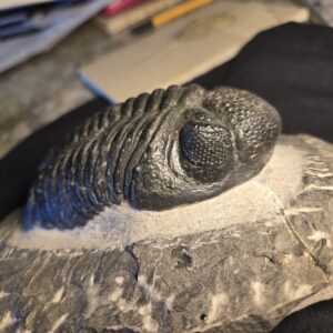 large Trilobite Drotops megalomanicus from Morocco - Image 4