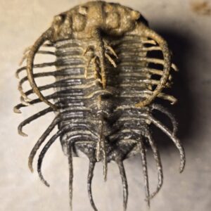 Koneprusia dahmani Trilobite from Morocco at the online store www.fossilcave.com