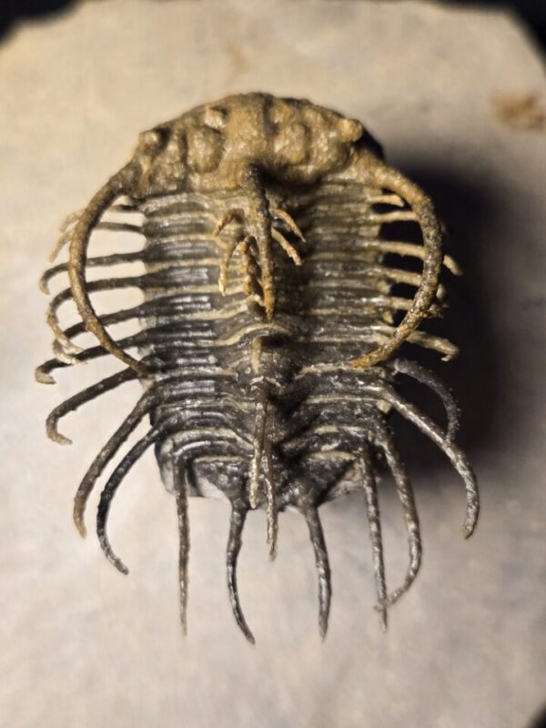 Koneprusia dahmani Trilobite from Morocco at the online store www.fossilcave.com