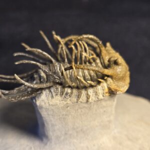 Koneprusia dahmani Trilobite - Image 5
