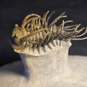 Koneprusia dahmani Trilobite - Image 4