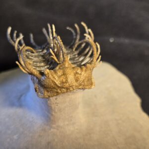 Koneprusia dahmani Trilobite - Image 3