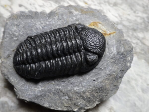 fossil Morocops avatus Trilobite for sale at online store fossilcave.com