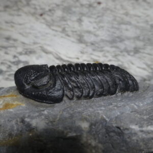Morocops avatus Trilobite for sale from Morocco - Image 3